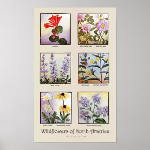 Wildblommor från Nordamerika [B] Poster