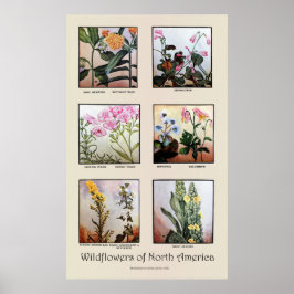 Wildblommor från Nordamerika [C] Poster
