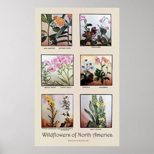 Wildblommor från Nordamerika [C] Poster (Framsidan)