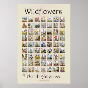 Wildblommor från Nordamerika Poster