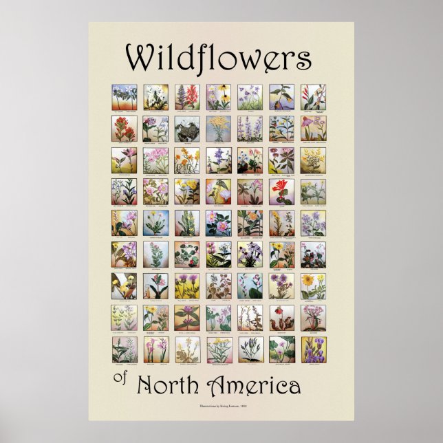 Wildblommor från Nordamerika Poster (Framsidan)