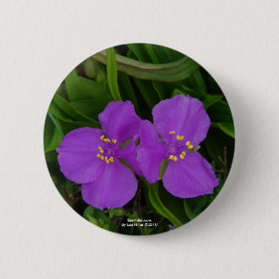 Wildblommor Fuchsia Spiderwort Hett Vår Gifts Knapp
