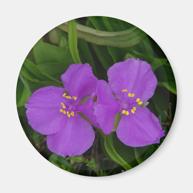 Wildblommor Fuchsia Spiderwort Hett Vår Gifts Magnet (Framsidan)