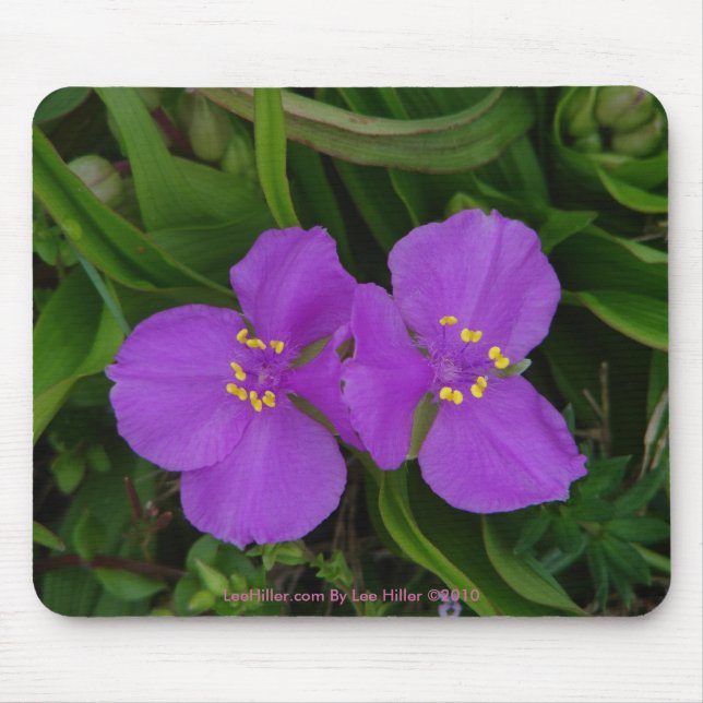 Wildblommor Fuchsia Spiderwort Hett Vår Gifts Musmatta (Framsidan)