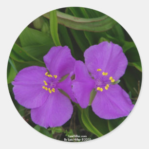 Wildblommor Fuchsia Spiderwort Hett Vår Gifts Runt Klistermärke