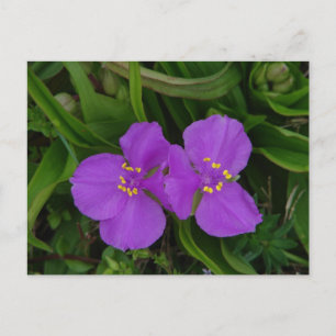 Wildblommor Fuchsia Spiderwort Hett Vår Gifts Vykort