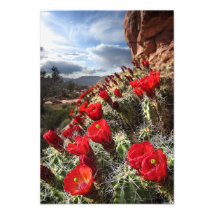 Wildblommor - Grand Canyon - Arizona Fototryck