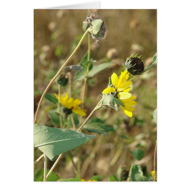 Wildblommor Hälsningskort (Framsidan)