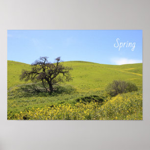 Wildblommor Hillside Photo Oak Natature Scenia Pho Poster