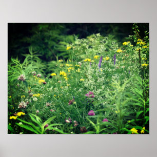 Wildblommor i Fält 2 Flower Poster