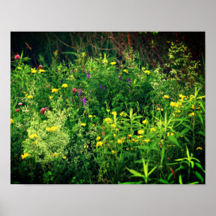 Wildblommor i Fält Blommigt Poster