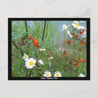 Wildblommor i Glacier Vykort