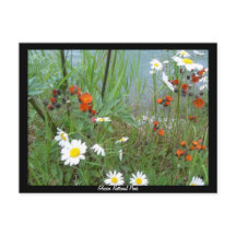 Wildblommor i Glacier