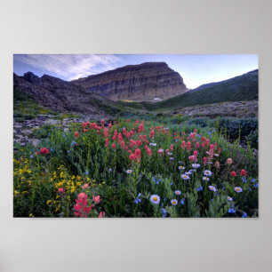 Wildblommor i High Mountain Meadow - Utah Poster