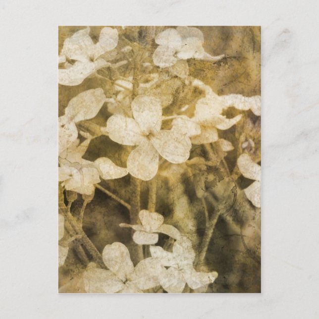 Wildblommor i Sepia Vykort (Framsida)