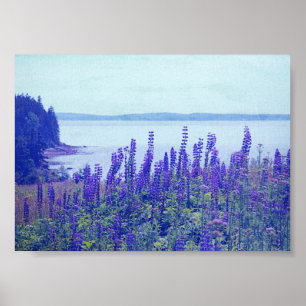 Wildblommor Maine Lupine Flowers Poster
