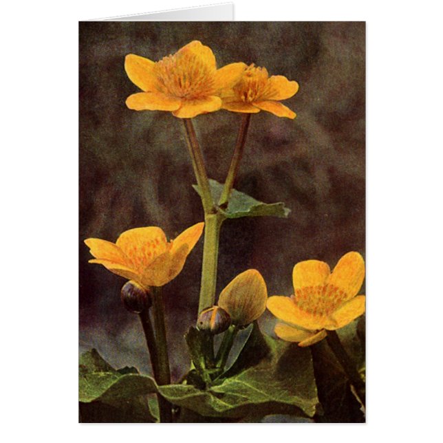 Wildblommor: Marsh Marigold Card Hälsningskort (Framsidan)