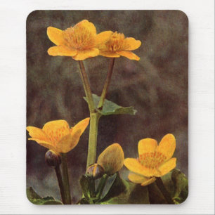 Wildblommor: Marsh Marigold Musmatta