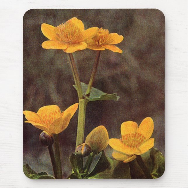 Wildblommor: Marsh Marigold Musmatta (Framsidan)