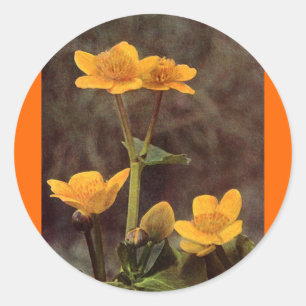 Wildblommor: Marsh Marigold Runt Klistermärke