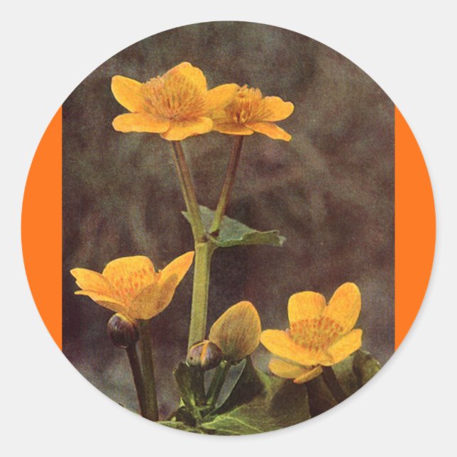 Wildblommor: Marsh Marigold Runt Klistermärke (Framsida)