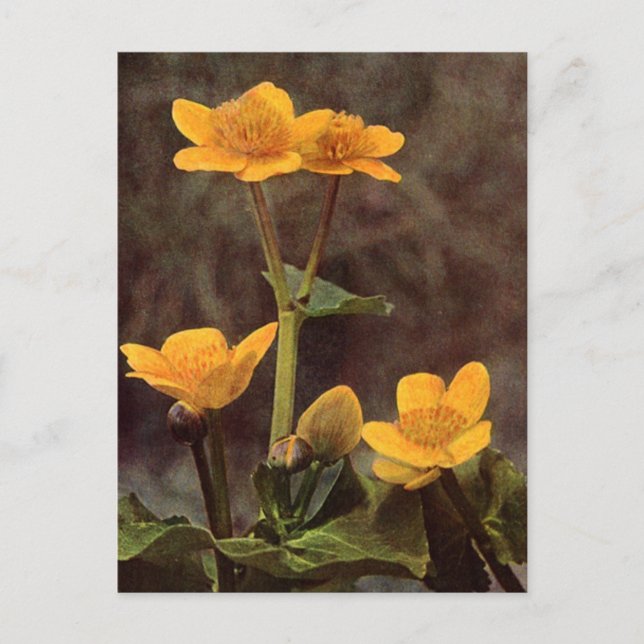 Wildblommor: Marsh Marigold Vykort (Framsida)