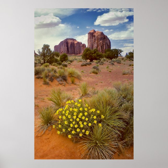 Wildblommor - Monument Valley - Arizona Poster (Framsidan)