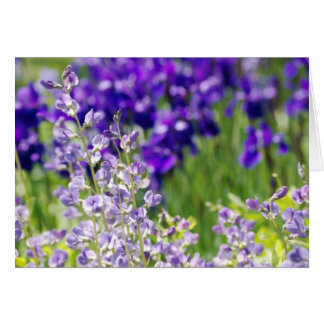 Wildblommor OBS Kort