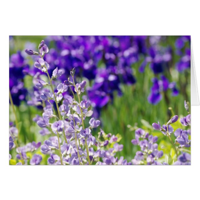 Wildblommor OBS Kort (Framsidan Horizontal)