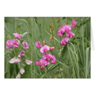 Wildblommor OBS Kort