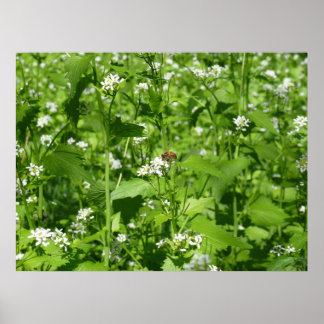 Wildblommor och Bee Poster
