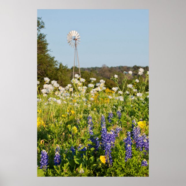 Wildblommor och Kvarn i Texas Backe Land Poster (Framsidan)