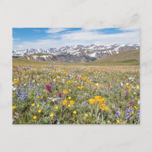 Wildblommor på Beartooth Pass Photo Postcard Vykort