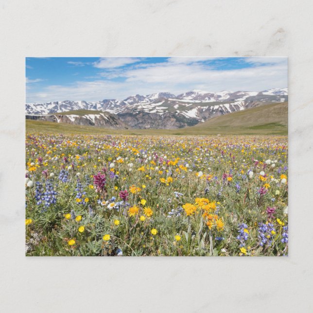 Wildblommor på Beartooth Pass Photo Postcard Vykort (Framsida)