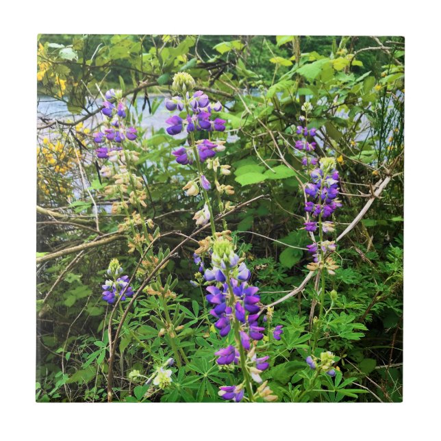 Wildblommor på järnvägen, Oregon Kakelplatta (Framsidan)