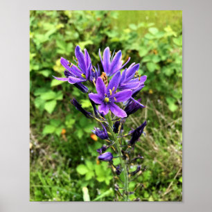 Wildblommor på järnvägen, Oregon Poster