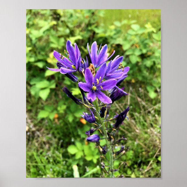 Wildblommor på järnvägen, Oregon Poster (Framsidan)