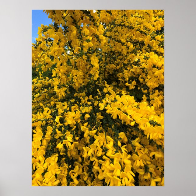 Wildblommor på järnvägen, Oregon Poster (Framsidan)