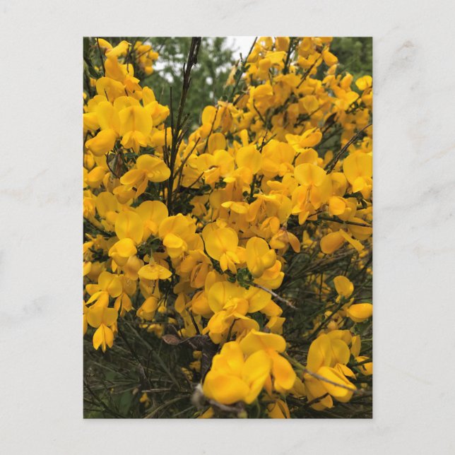 Wildblommor på järnvägen, Oregon Vykort (Framsida)