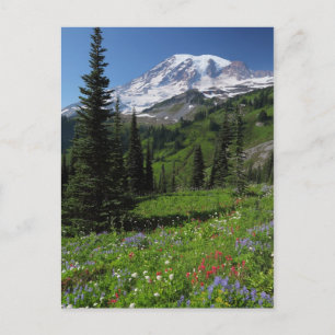 Wildblommor på Mount Rainier Vykort
