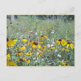 Wildblommor på Prairie - vykort