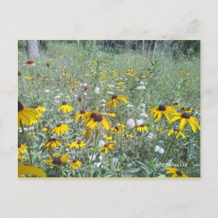 Wildblommor på Prairie - vykort