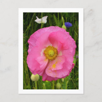 Wildblommor Postcard Vykort