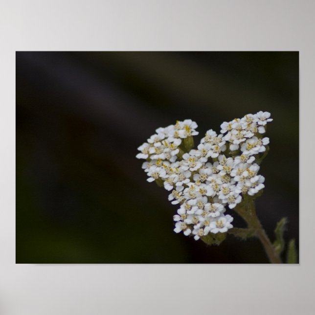 WIldblommor Poster (Framsidan)