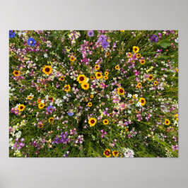 Wildblommor Poster