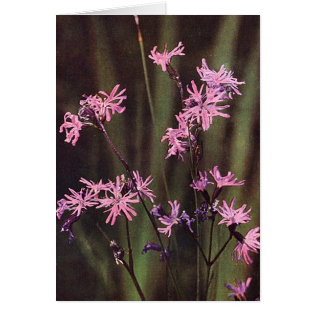 Wildblommor: Ragged Robin Hälsningskort (Framsidan)