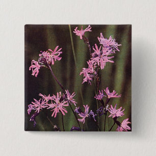 Wildblommor: Ragged Robin Knapp