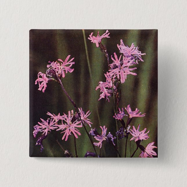 Wildblommor: Ragged Robin Knapp (Framsida)