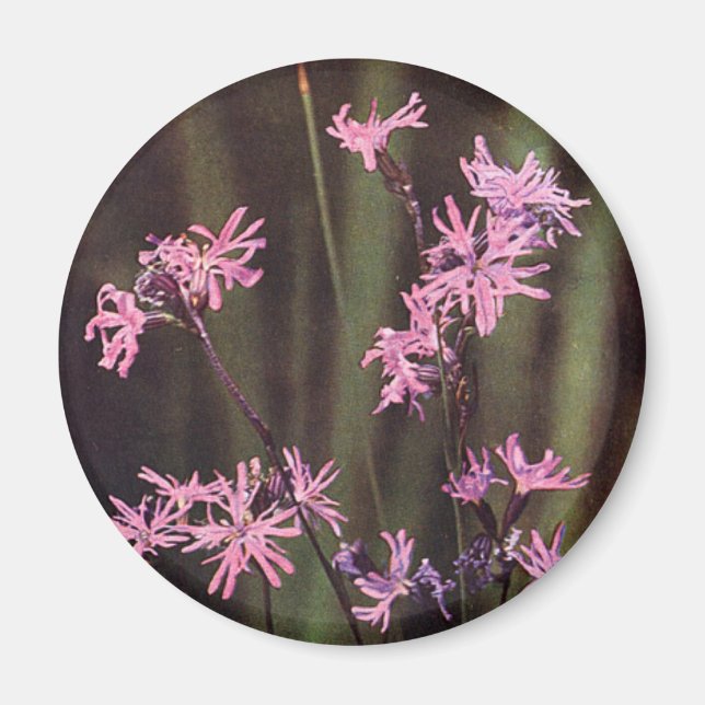 Wildblommor: Ragged Robin Magnet (Framsidan)