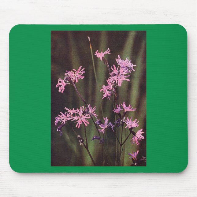 Wildblommor: Ragged Robin Musmatta (Framsidan)